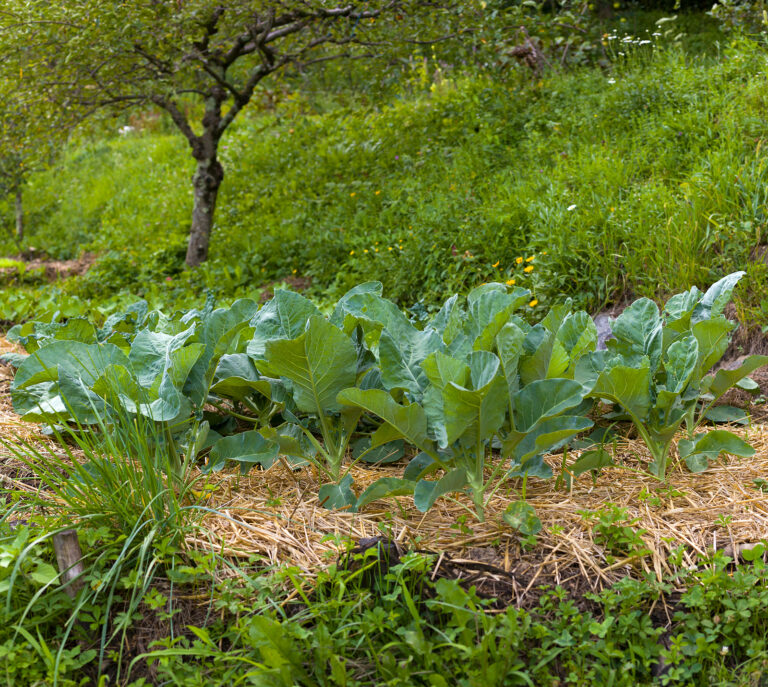 Broccoli in the garden