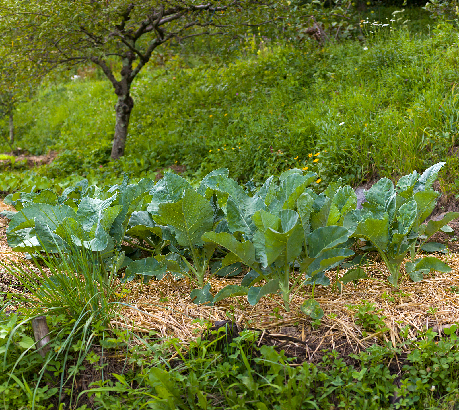 Broccoli in the garden