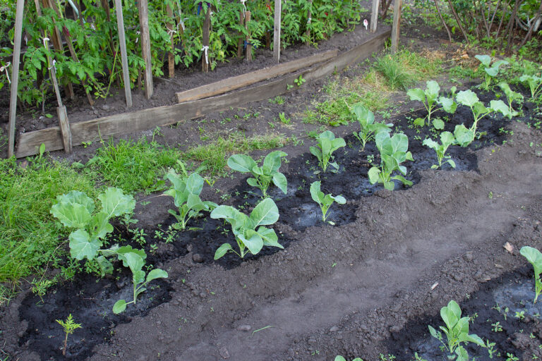 cabbagd in vegetable garden