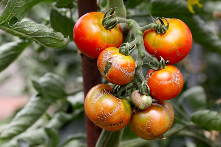 Tomato cracking