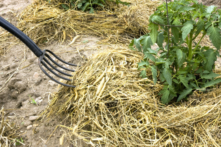 straw mulch tomato