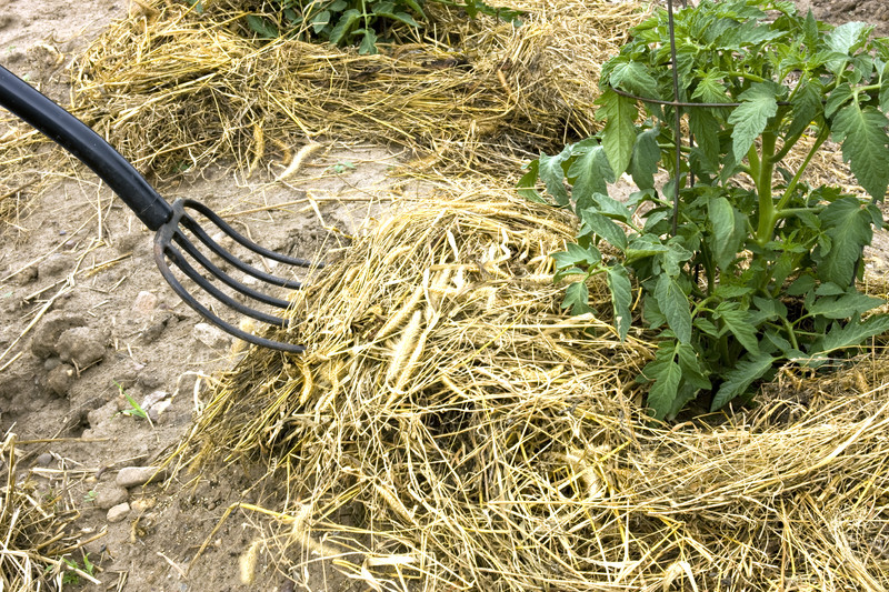 straw mulch tomato