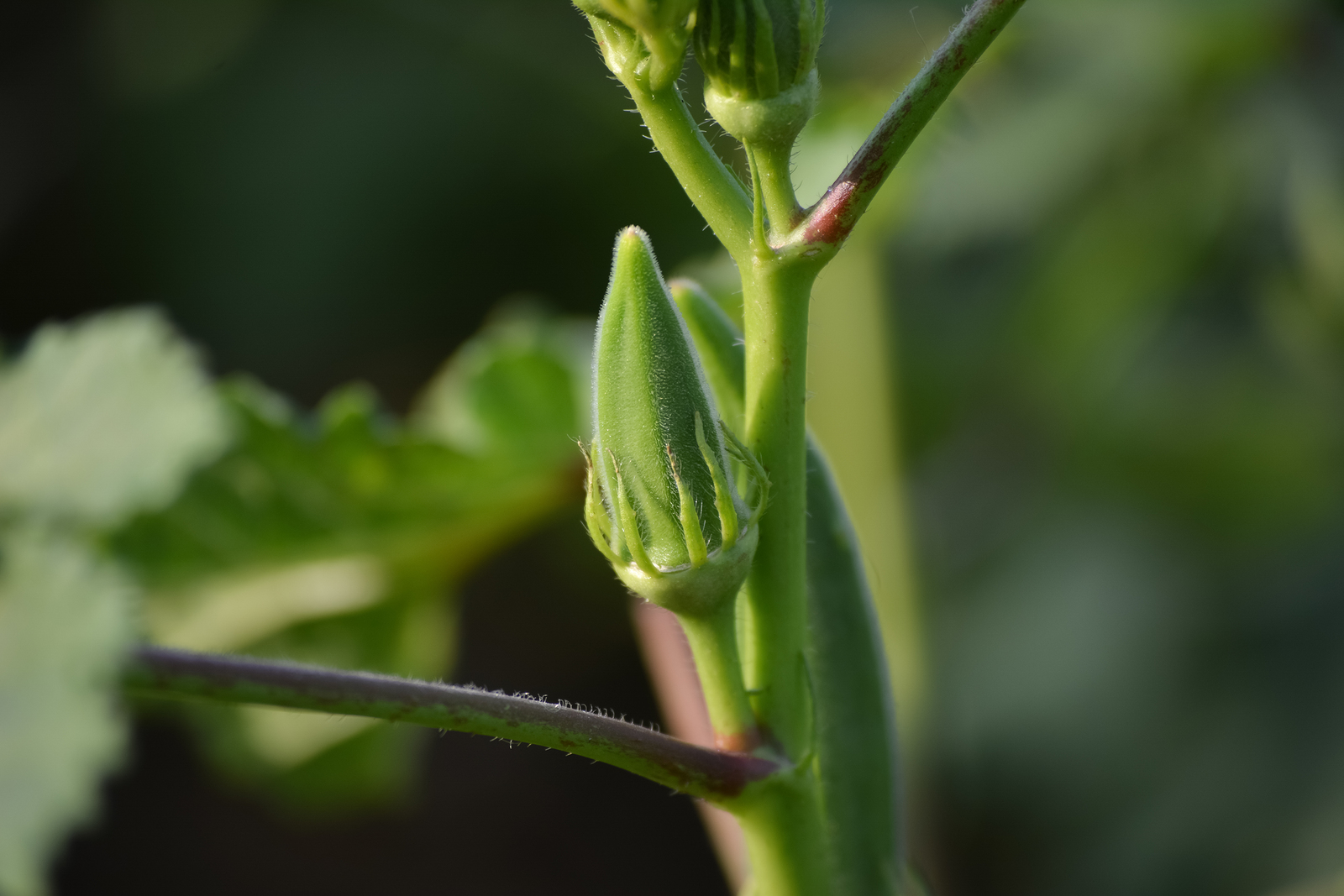 Okra