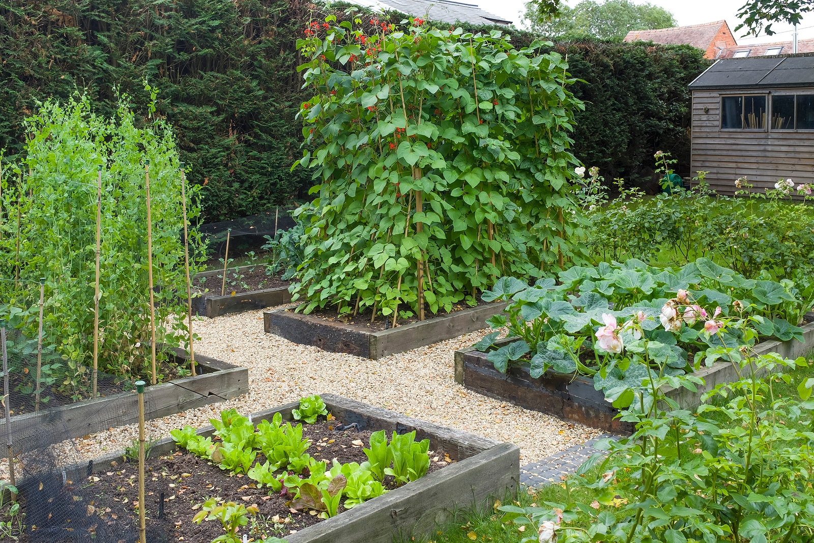 vegetable garden