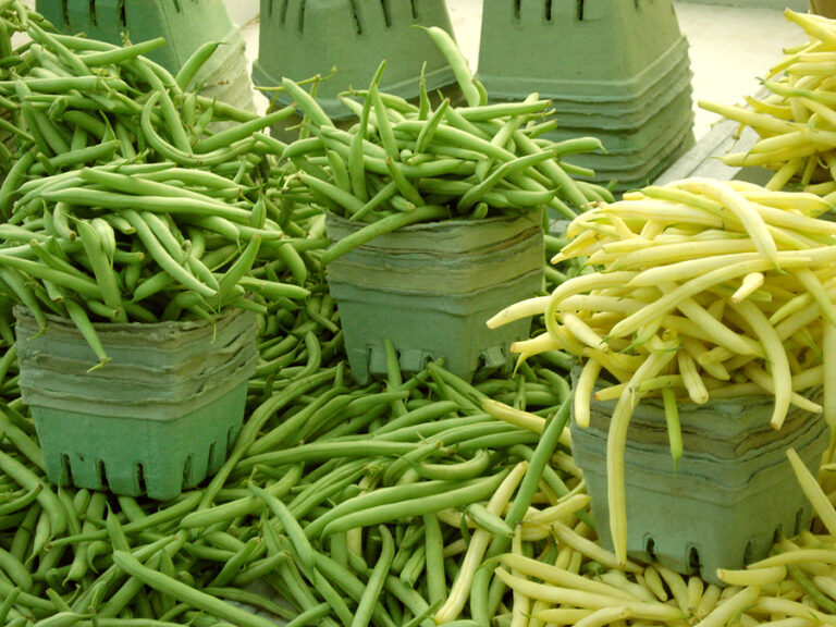 Beans harvest