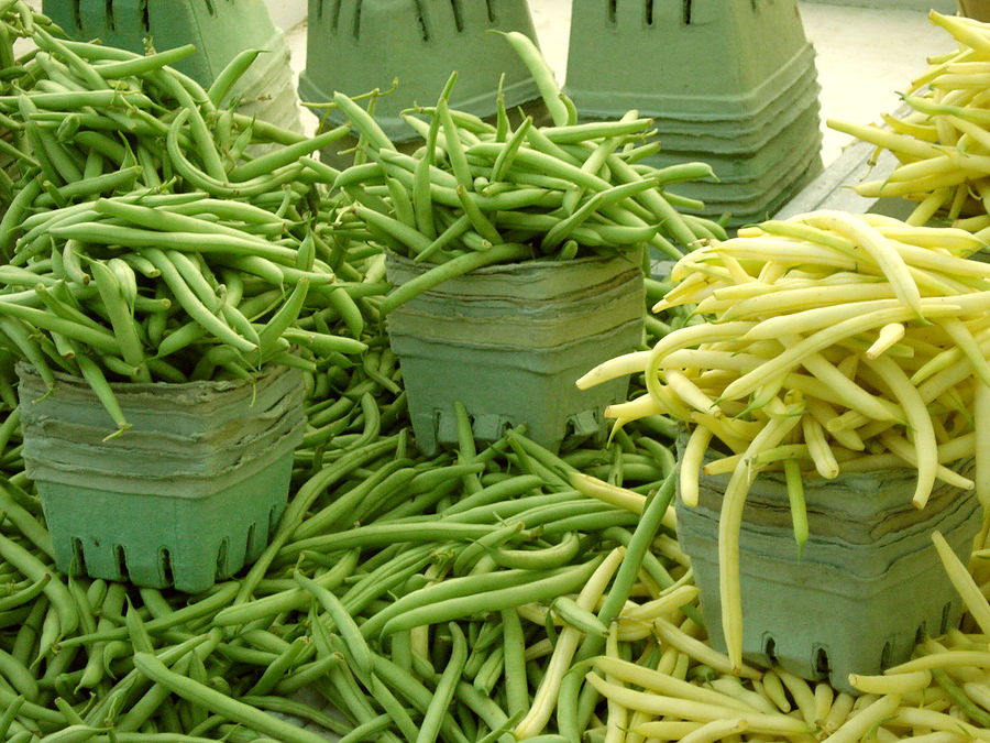 Beans harvest