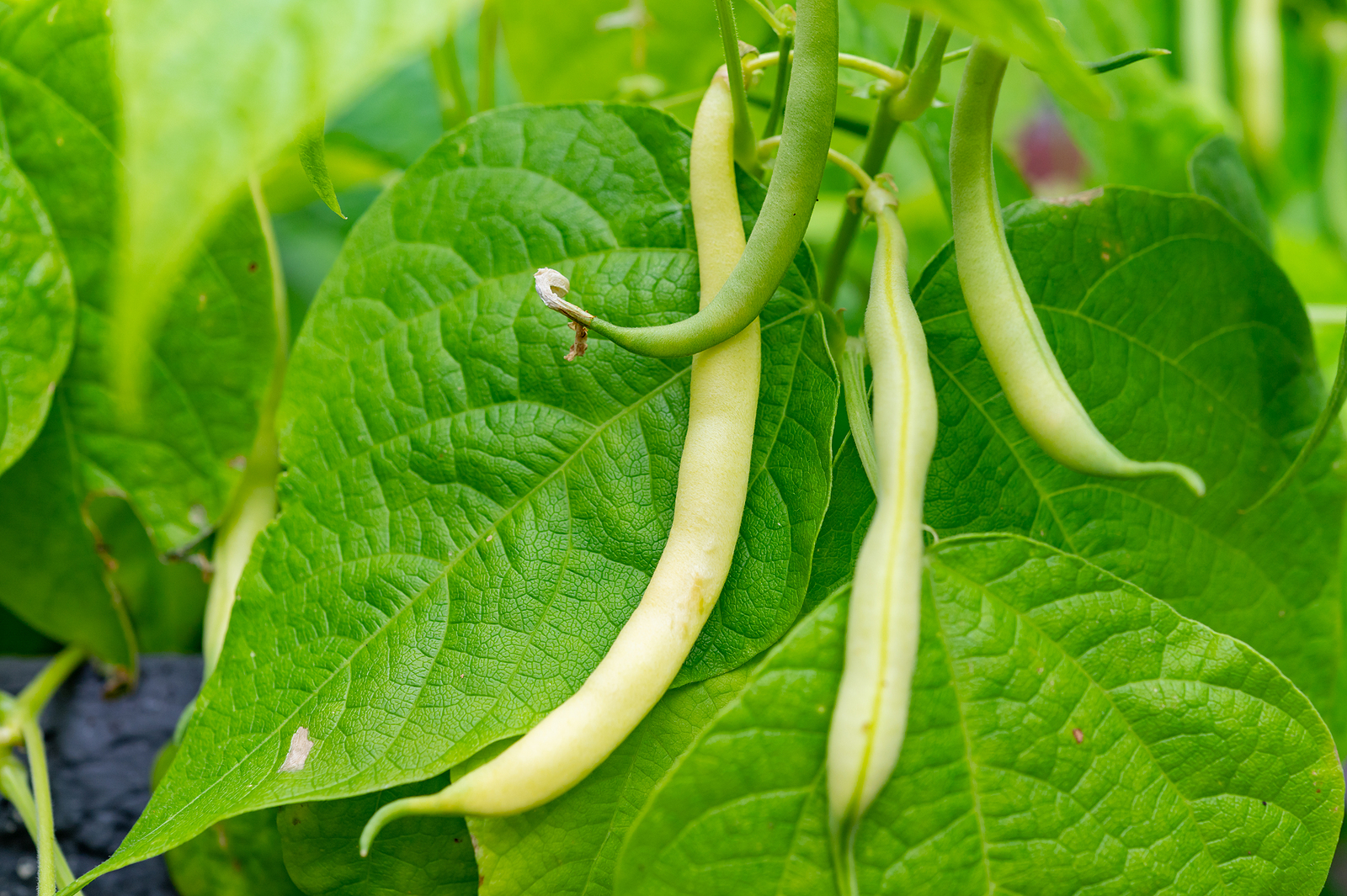Beans ready for harvest