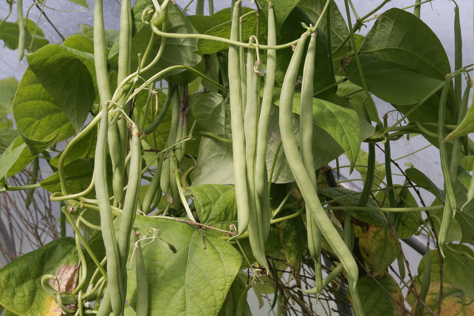 Bean pods on plant