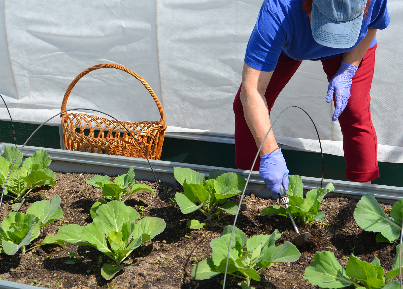 Transplanting cabbage starts