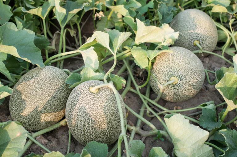 Cantaloupes in the garden