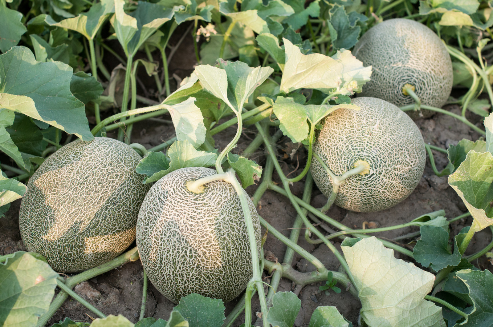 Cantaloupes in the garden