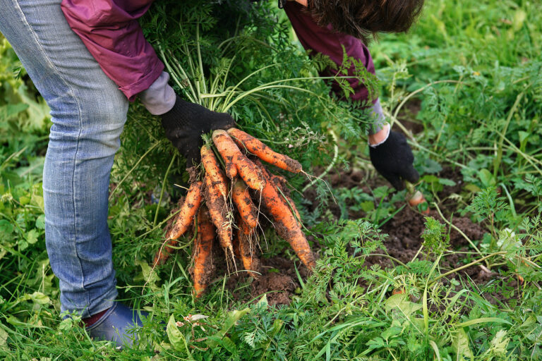 Fall carrot harvest
