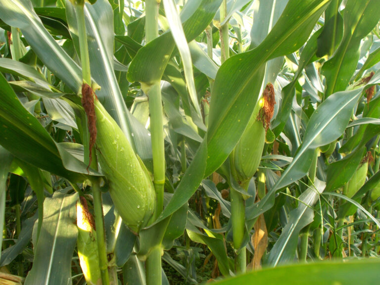 sweet corn in garden