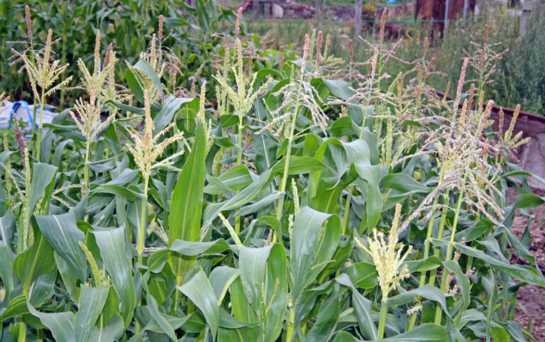 Corn tassels