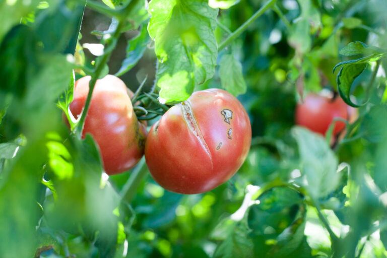 Tomatoes in hot weather