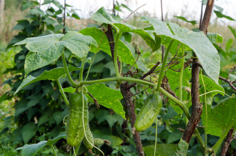 Cucumbers in garden