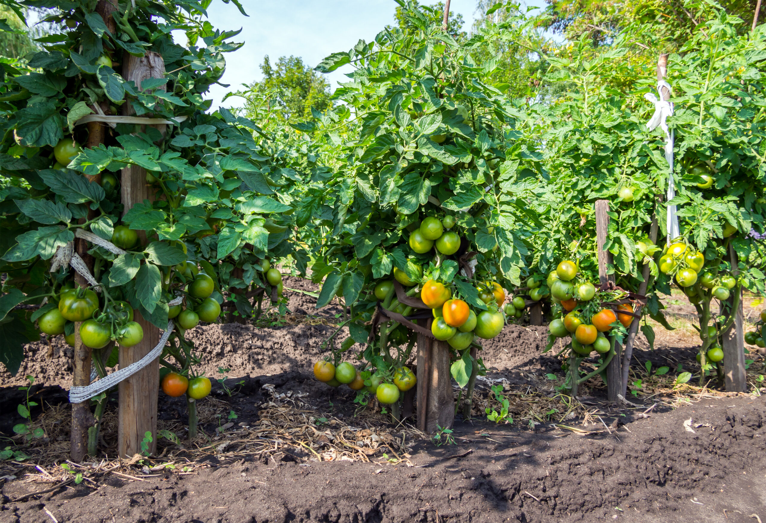 Row of tomatoes