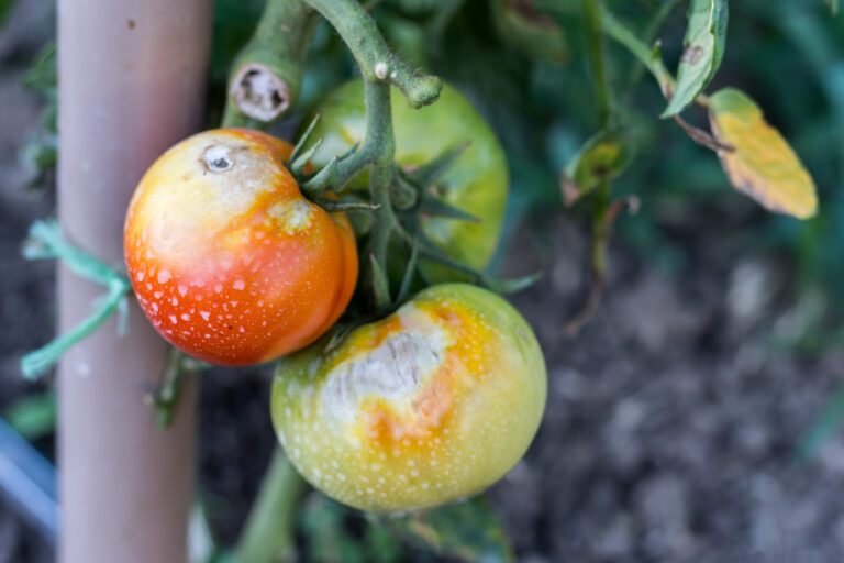Tomato sunscald
