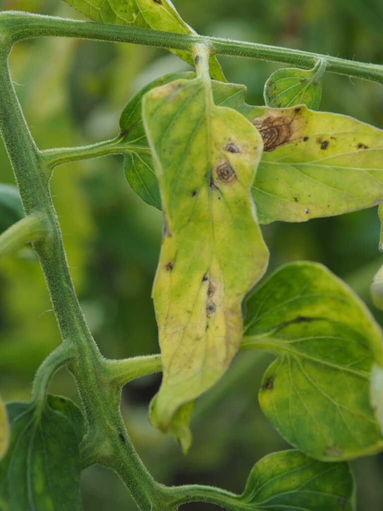 Tomato leaves