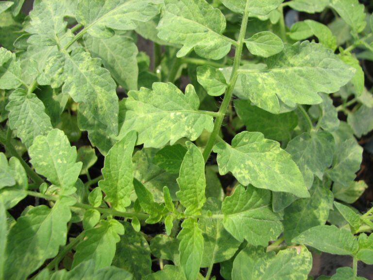 tomatoe leaves