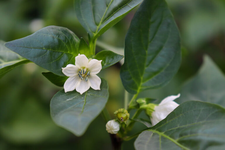 Pepper flowers