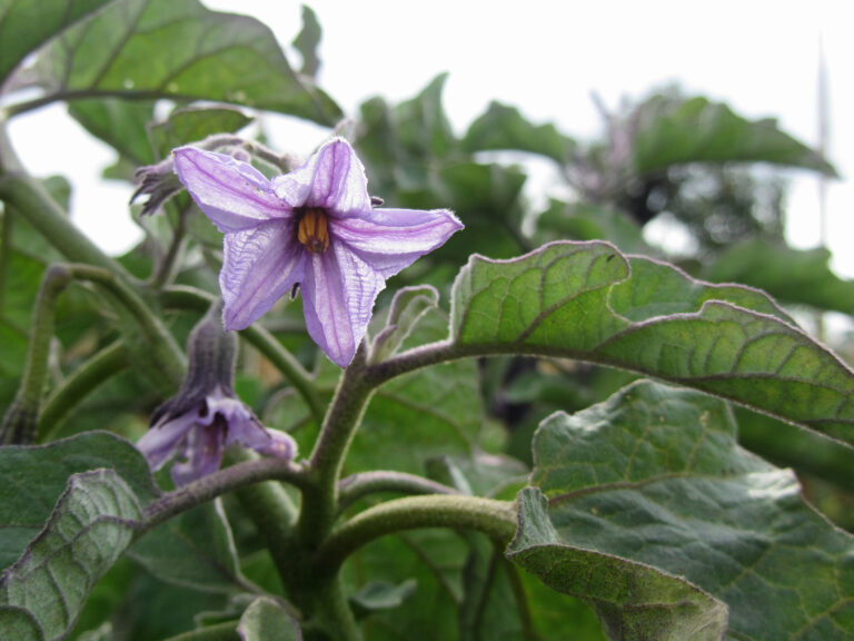 Eggplant flower