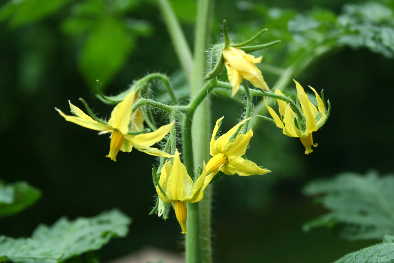 Tomato flowers