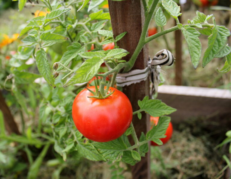 Tomato on trellis