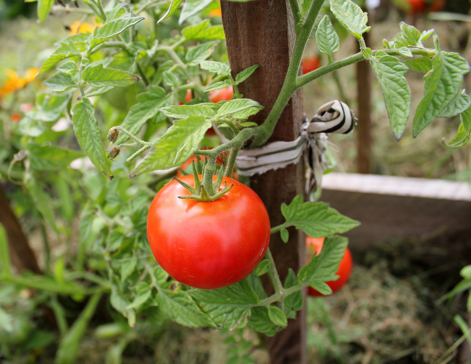 Tomato on trellis