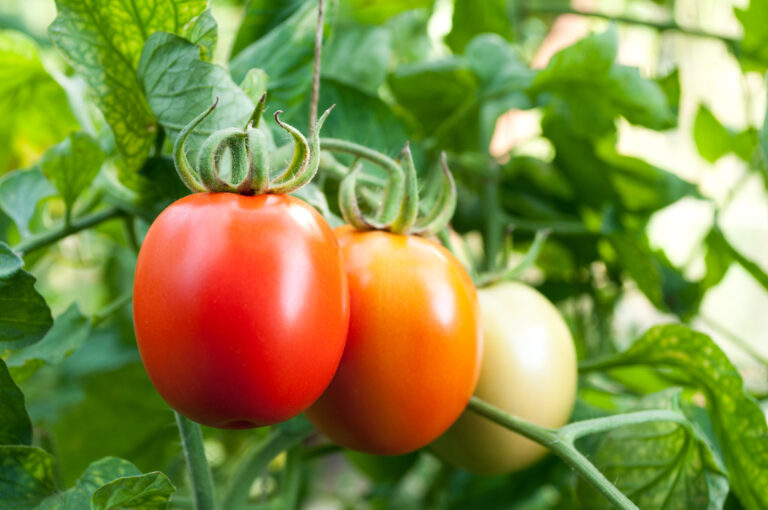 Tomatoes in garden
