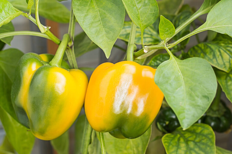 Peppers on plant