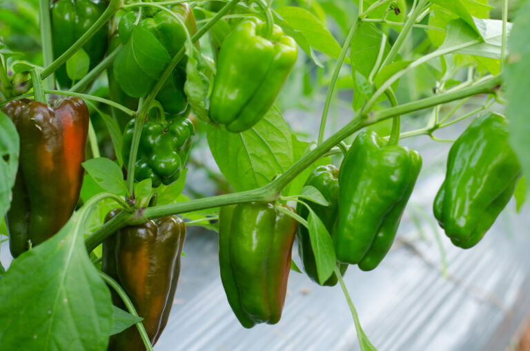 Peppers in garden