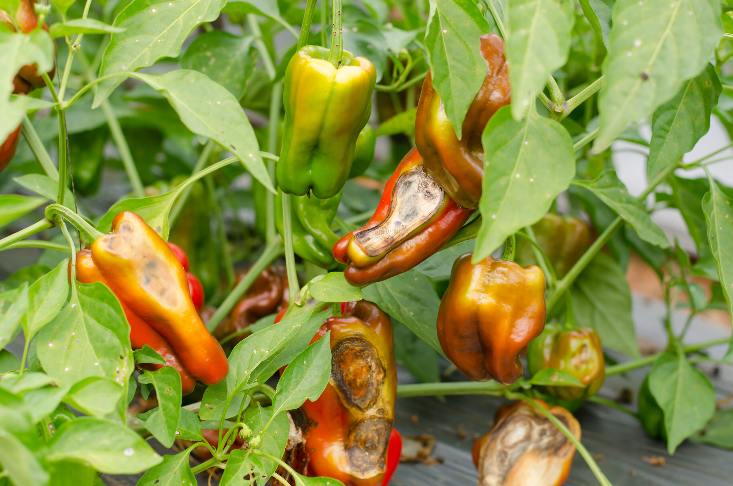 Peppers growing