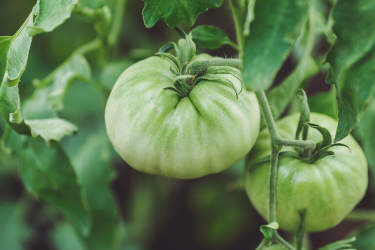 Green tomatoes