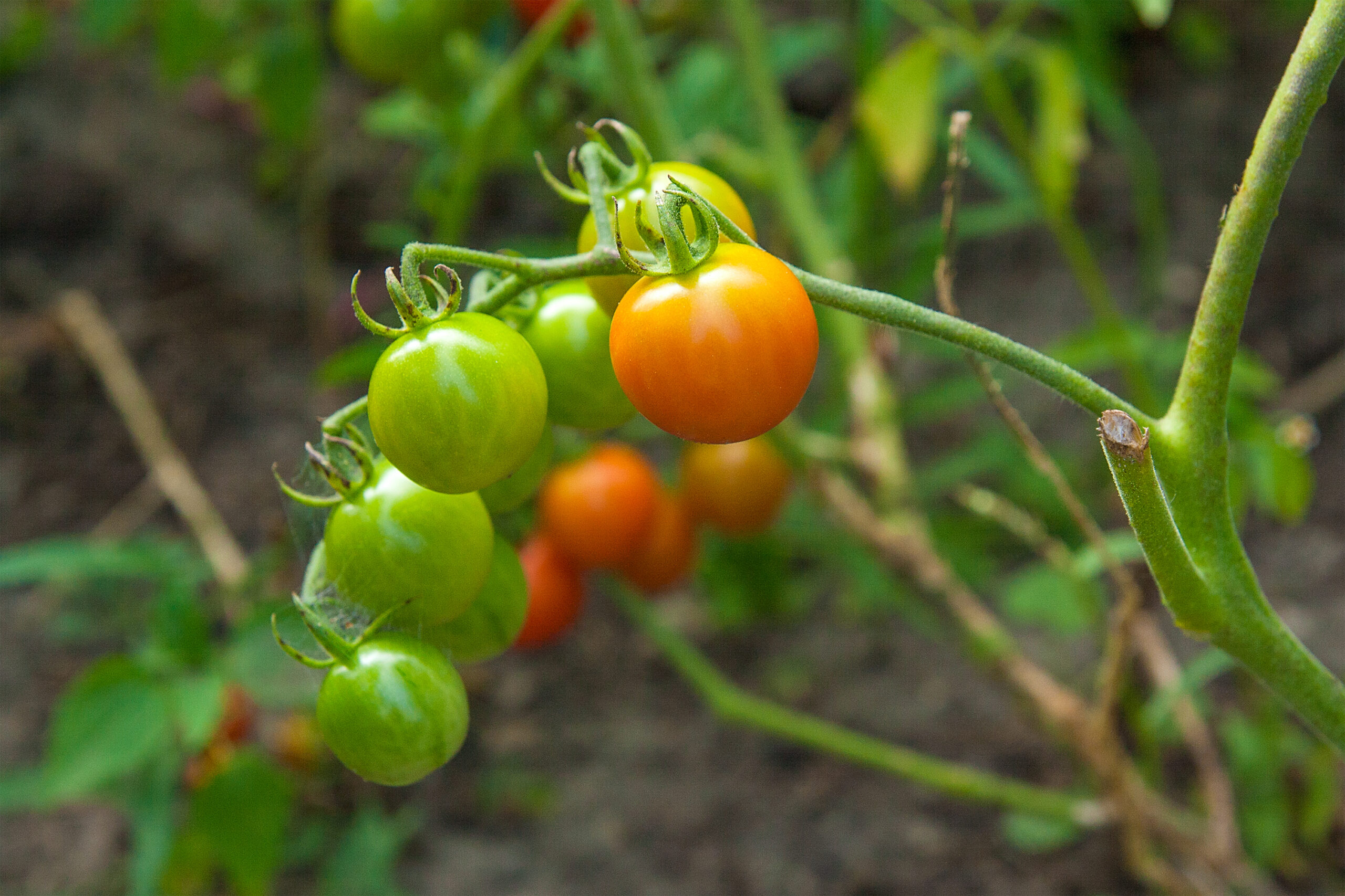 Cherry tomatoes