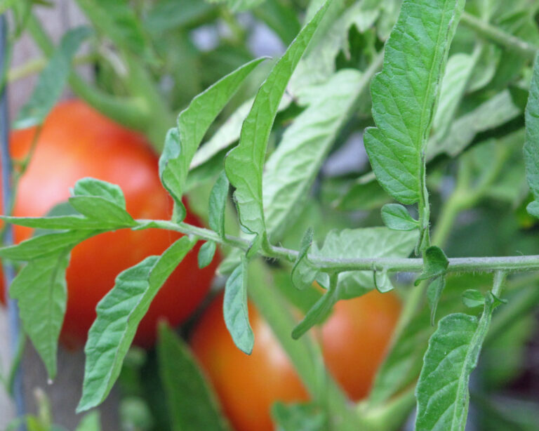 summer tomatoes