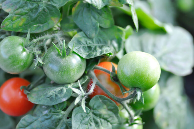 Tomatoes in garden