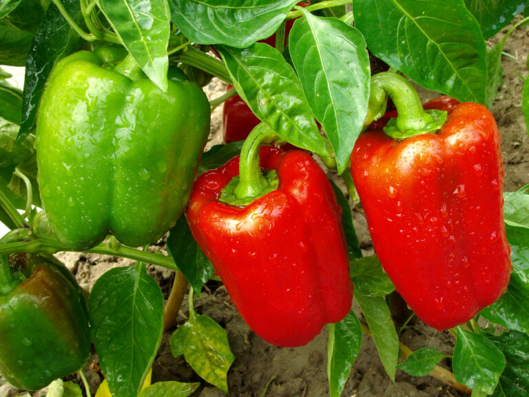 Peppers in garden