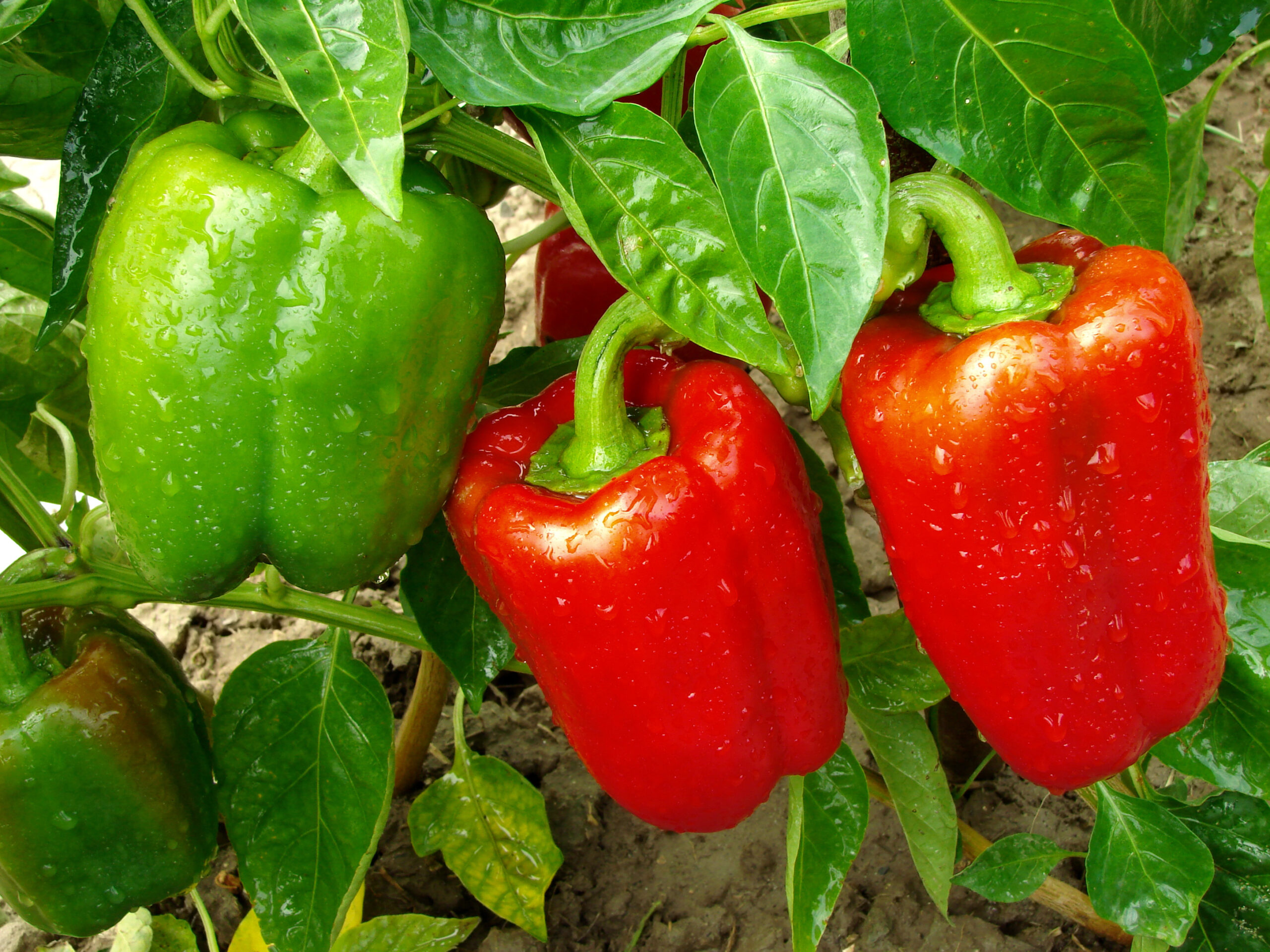 Peppers in garden