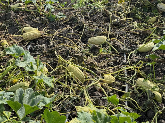 Squash plant