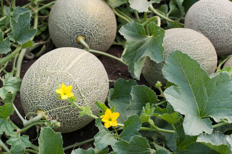 Melons in the garden