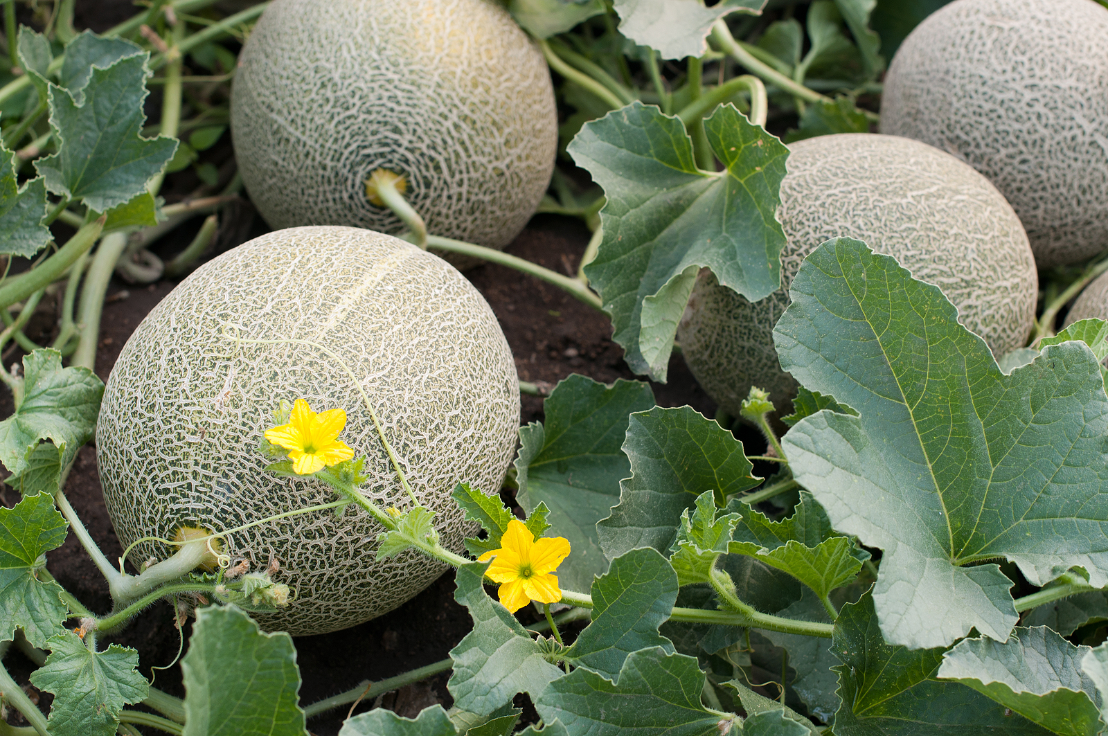 Melons in the garden