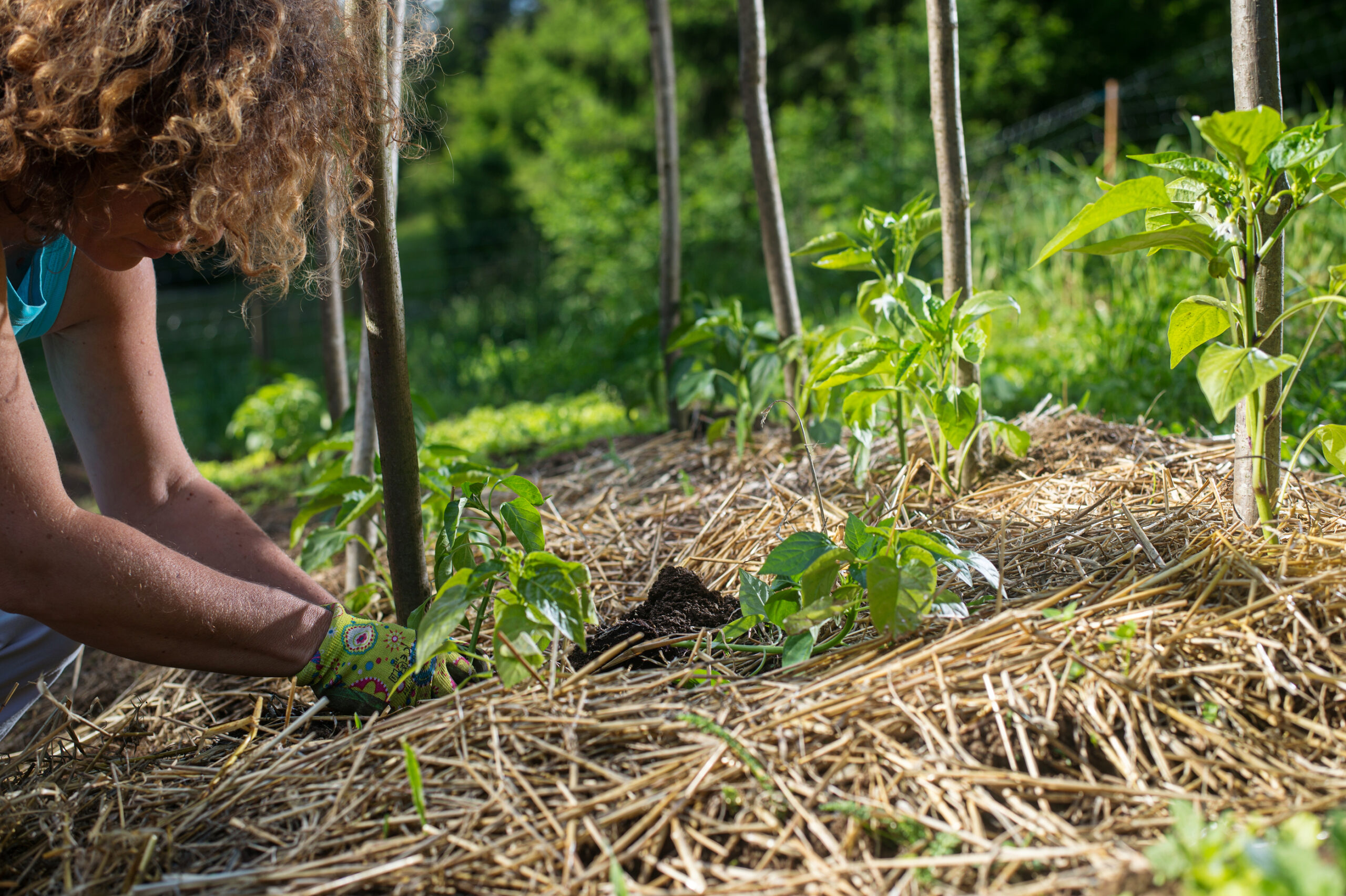 Mulching tomatoes