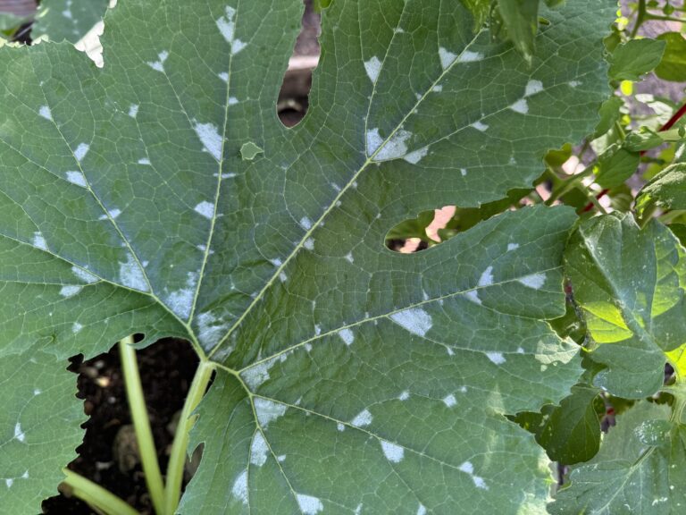 Powdery mildew on squash leaf