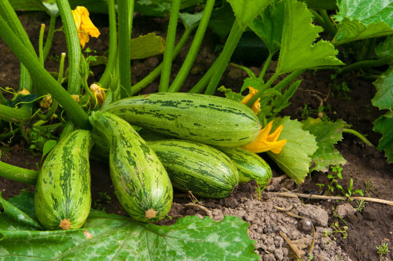 Zucchini in the garden