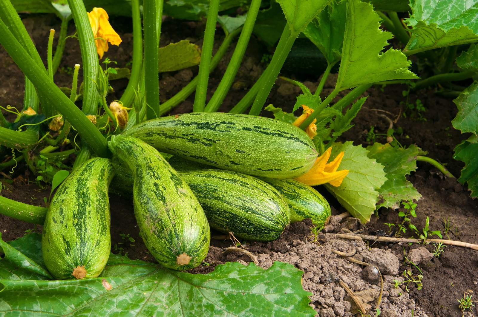 Zucchini in the garden