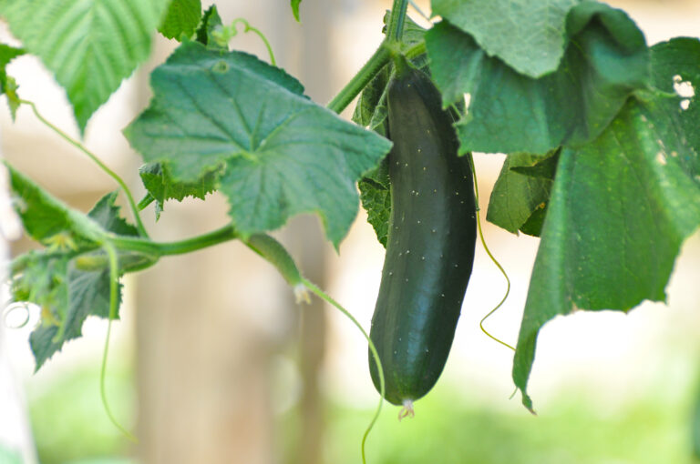 cucumber on trellis