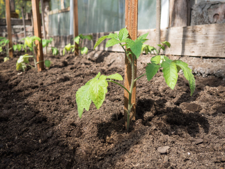 Greenhouse tomatoes