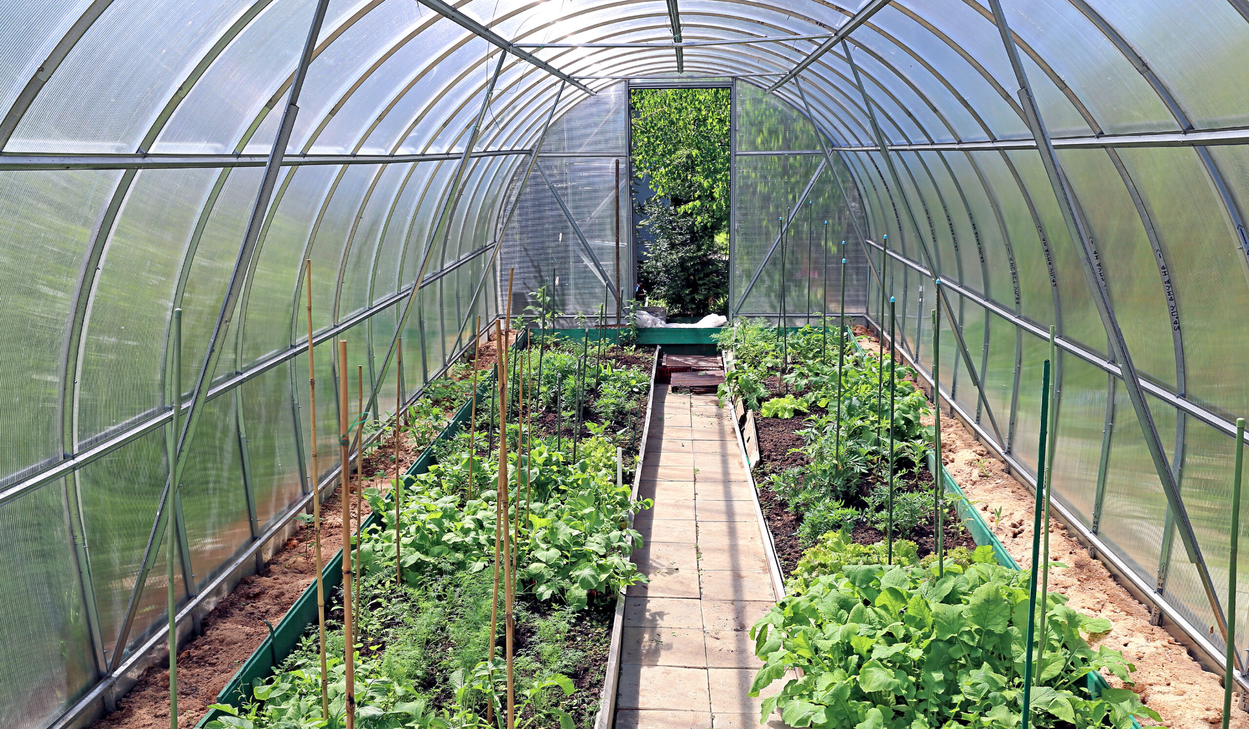Greenhouse crops in winter
