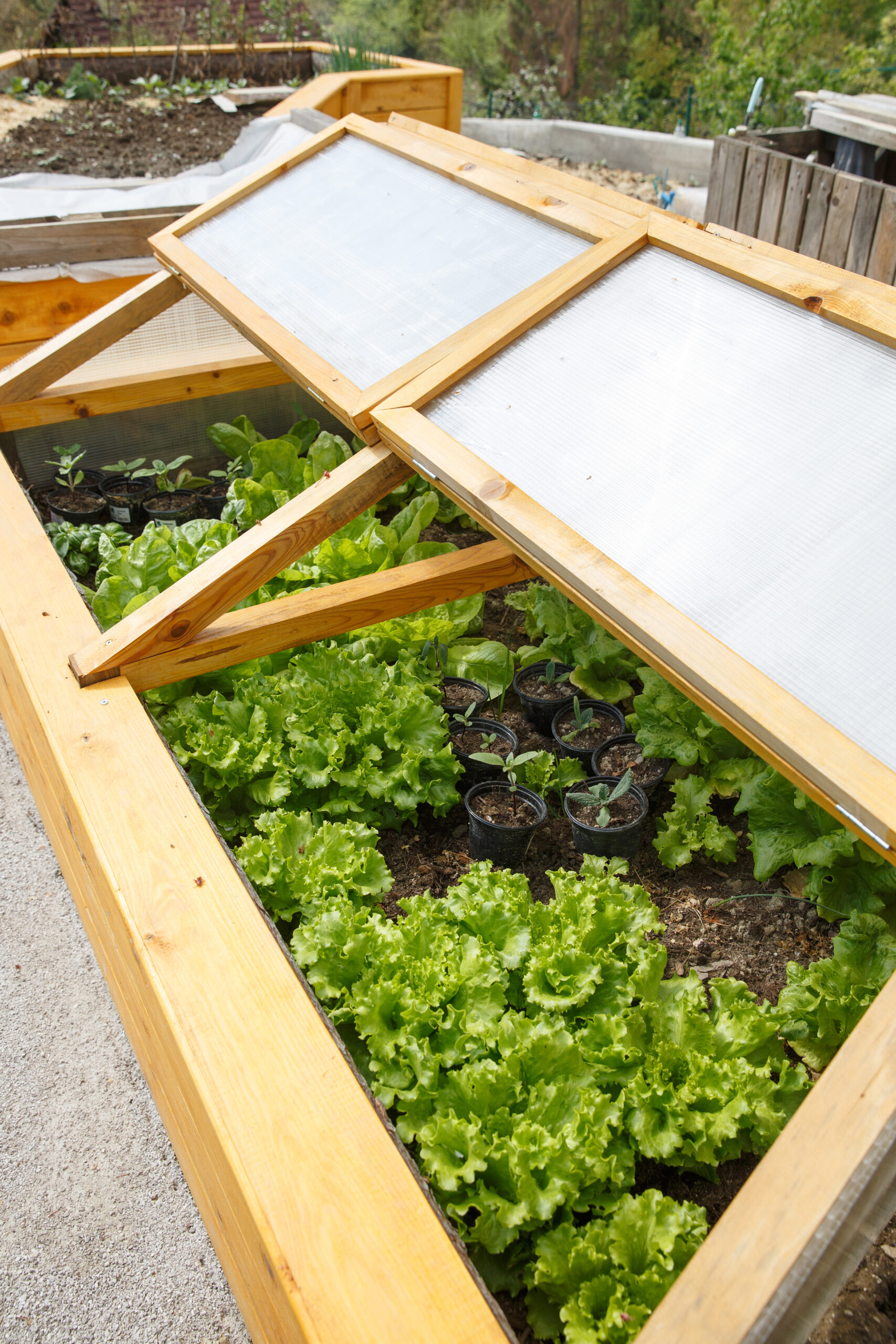 coldframe crops
